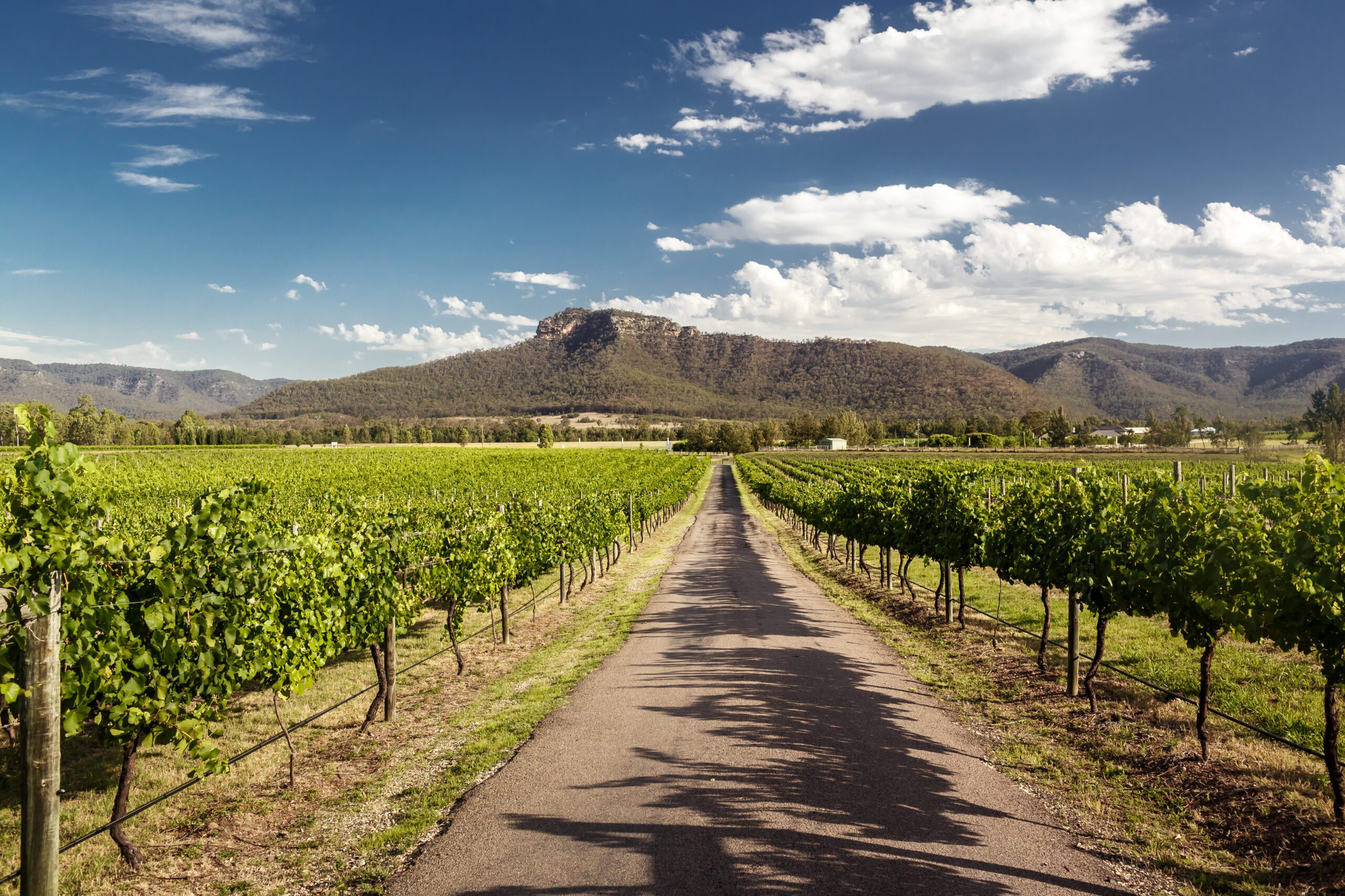 Vej igennem Australsk vinmark