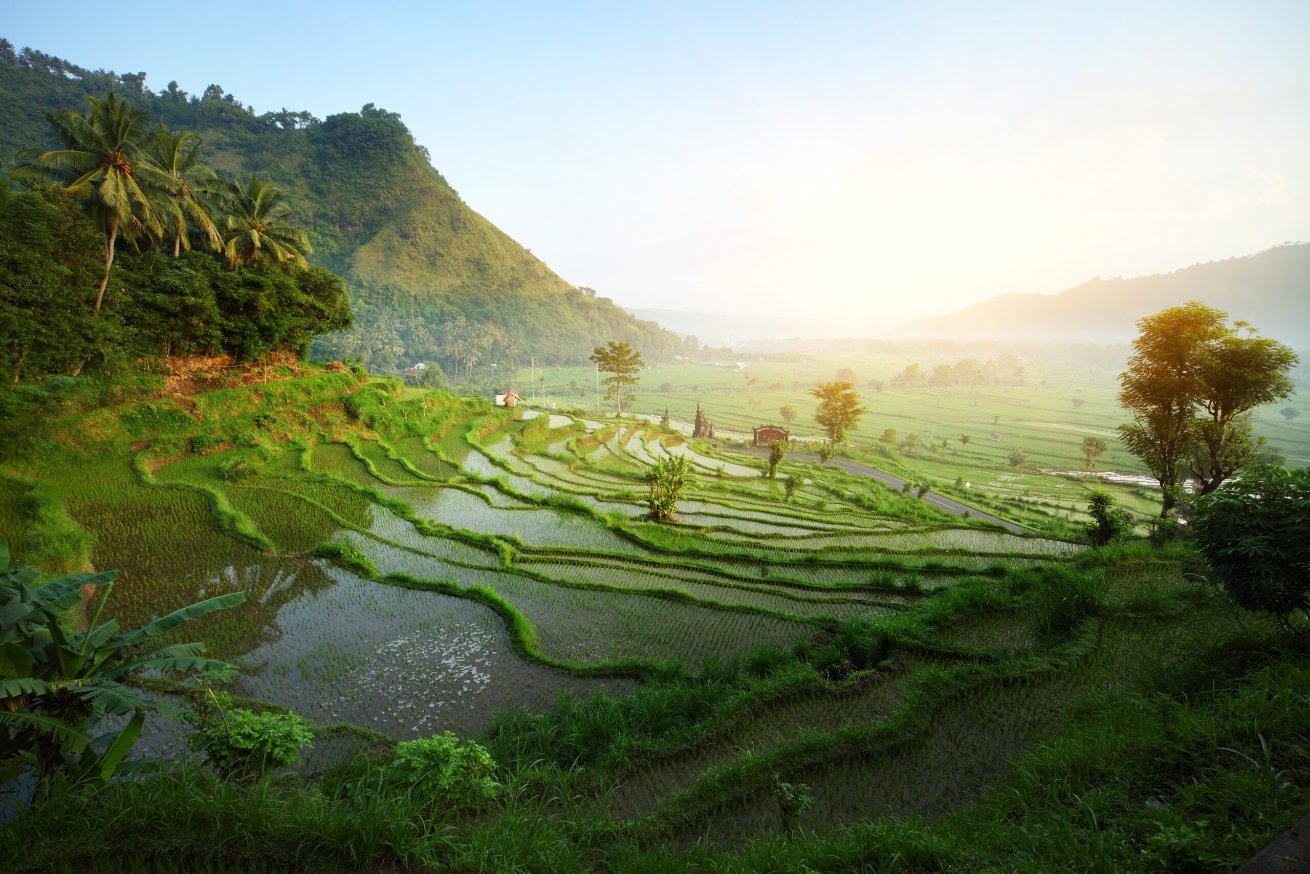 Balinesisk rismarker