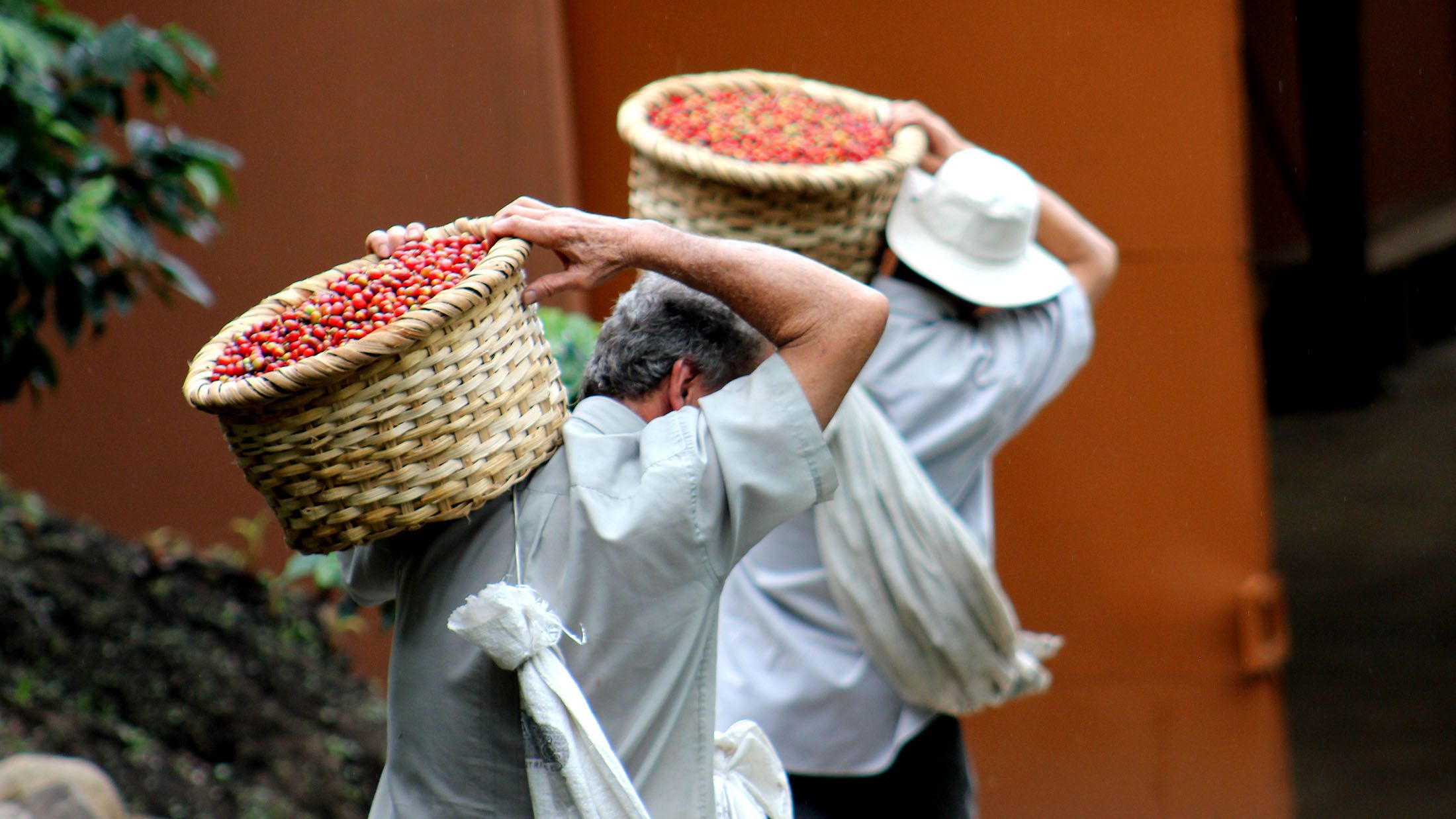 Mennesker der går med kurve fyldt med kaffebær