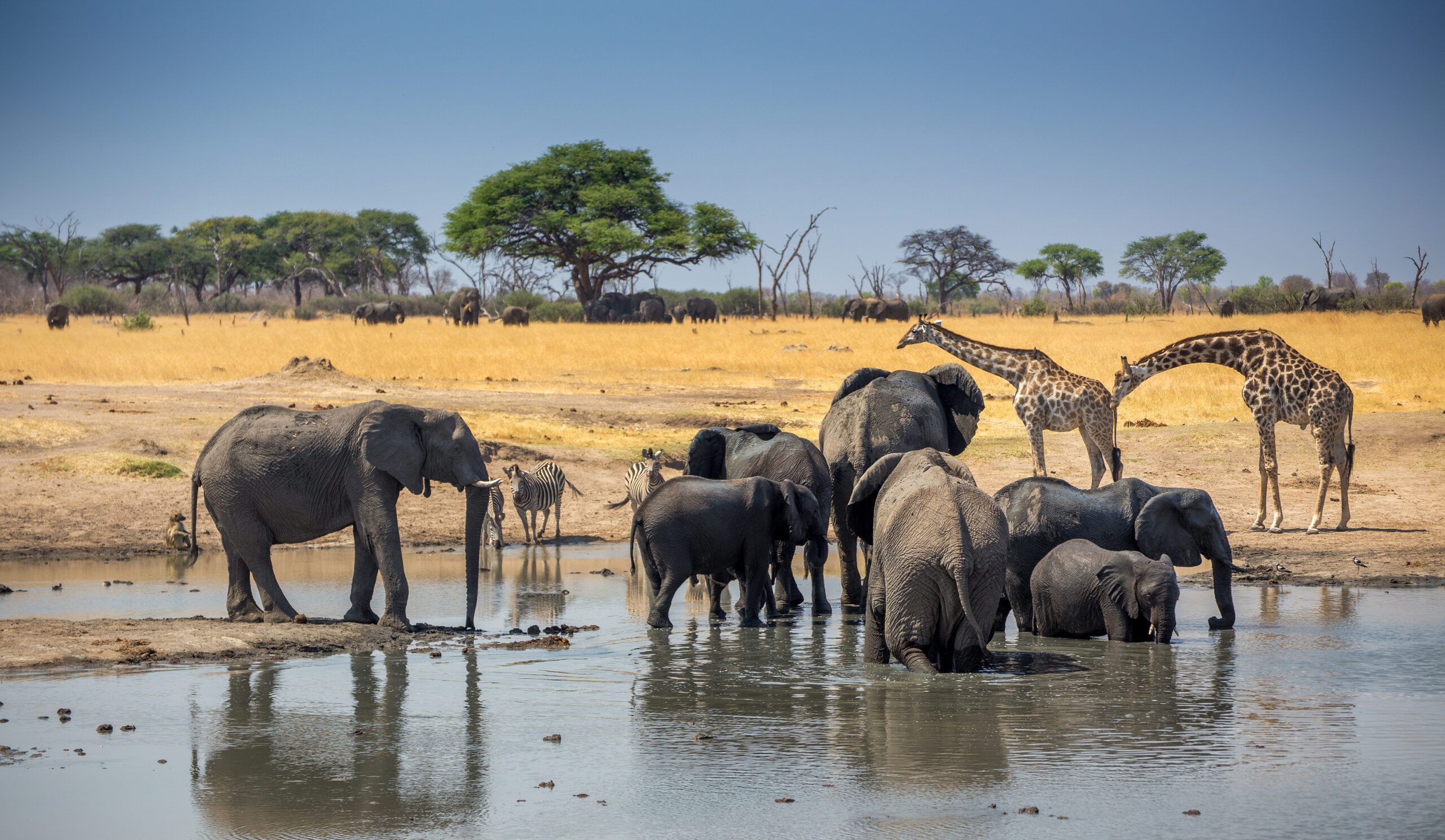 Elefanter og Giraffer ved vandhul i Hwange National Park