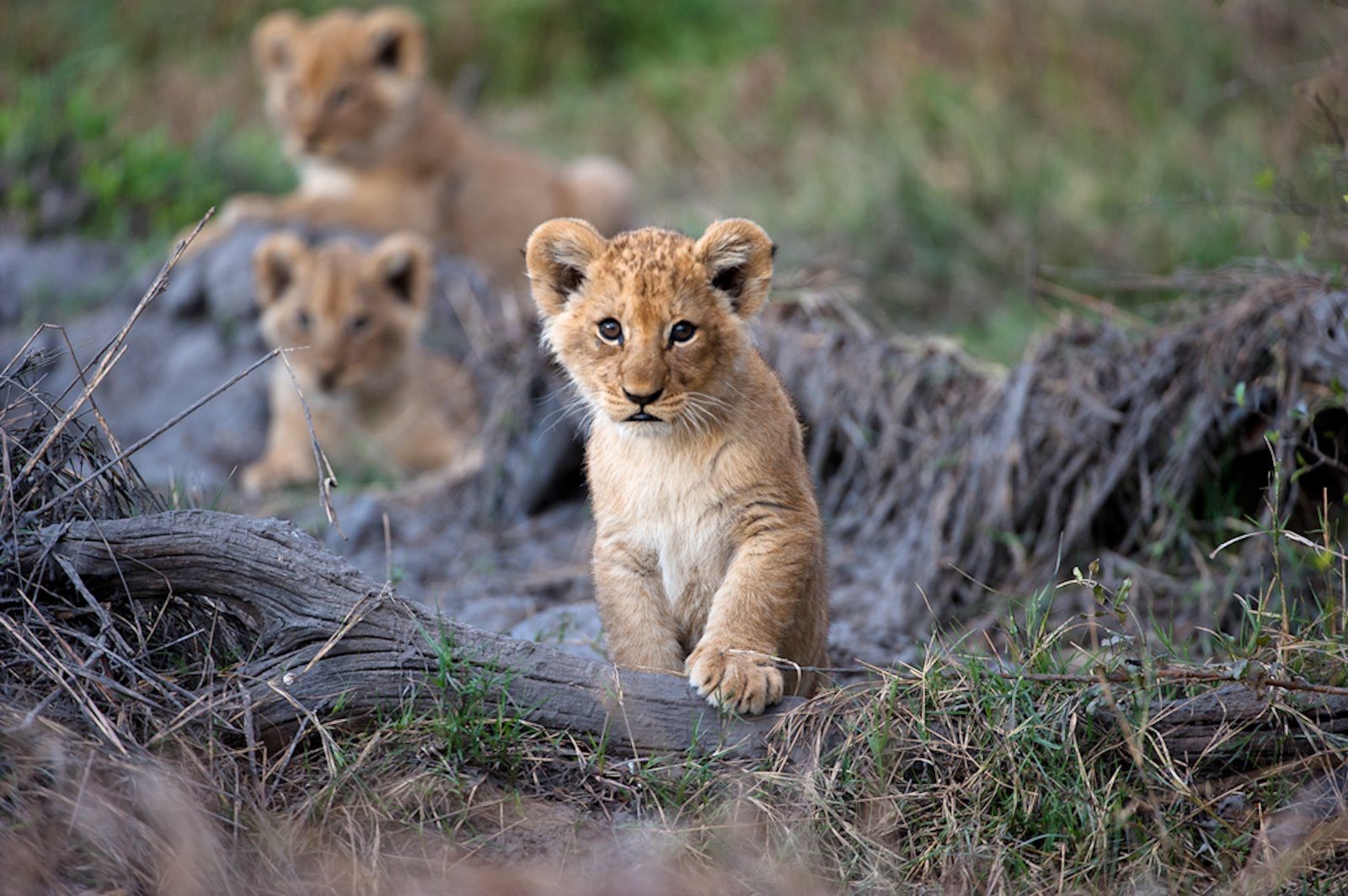 Løve unger i Kenya