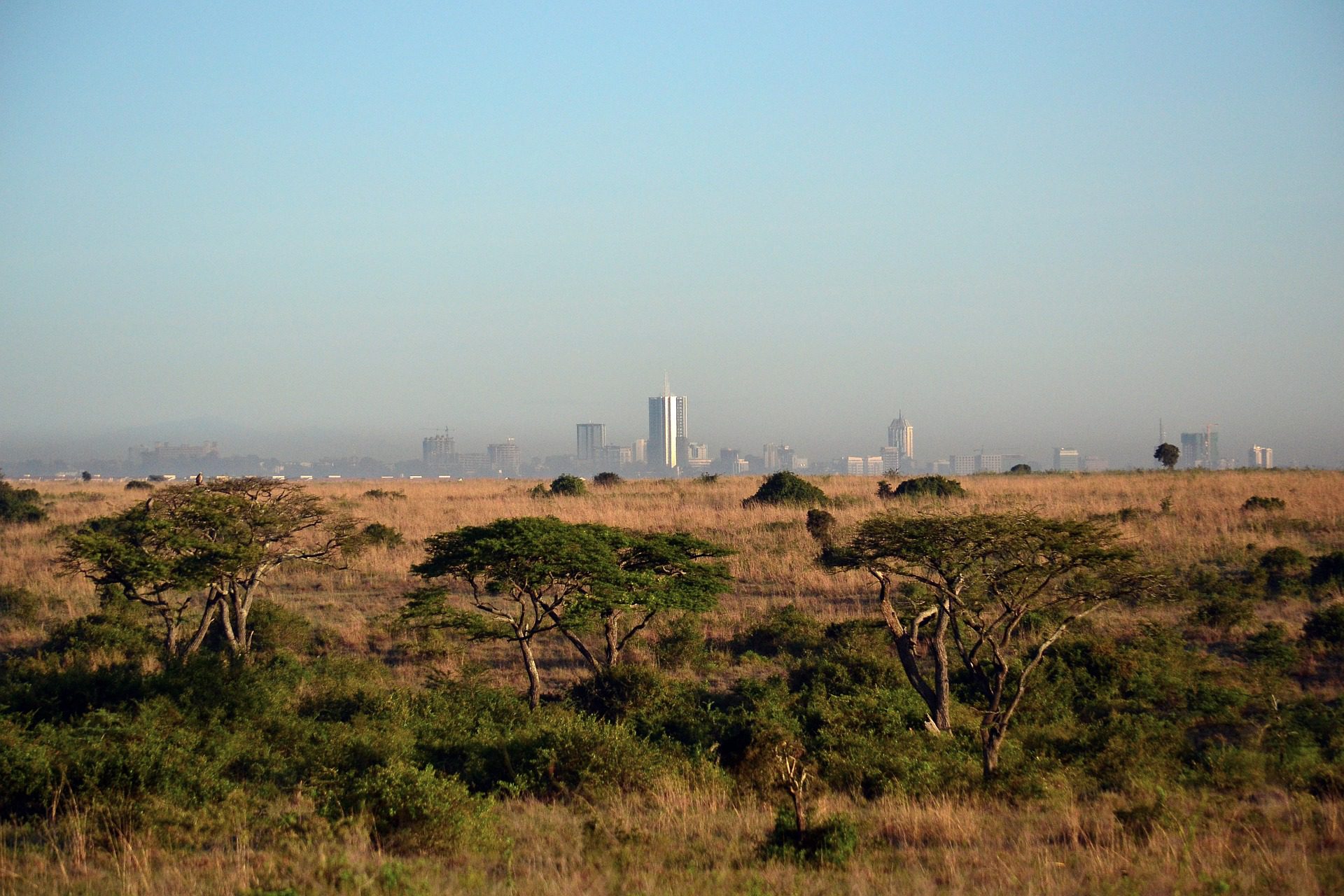 Savanne med Nairobi skyline i baggrunden