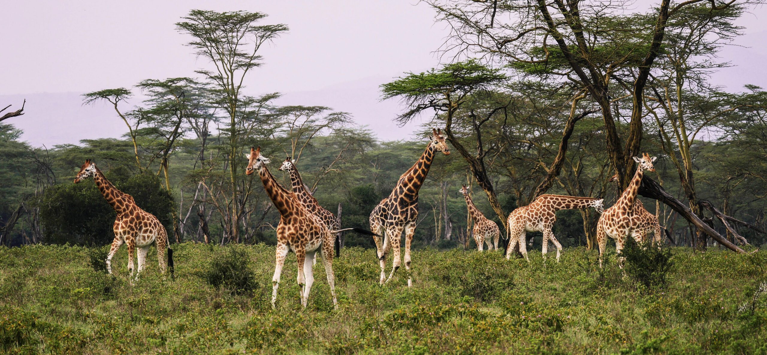 Giraffer i nationalpark i Kenya