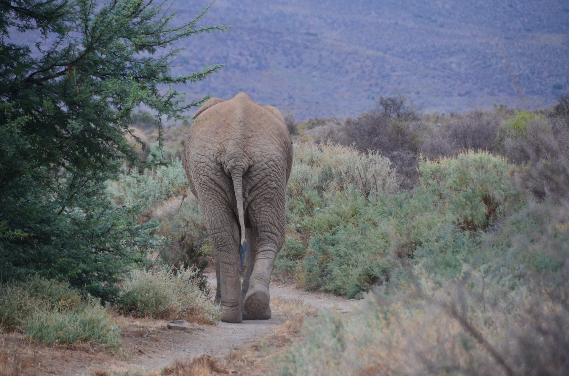Elefant der går