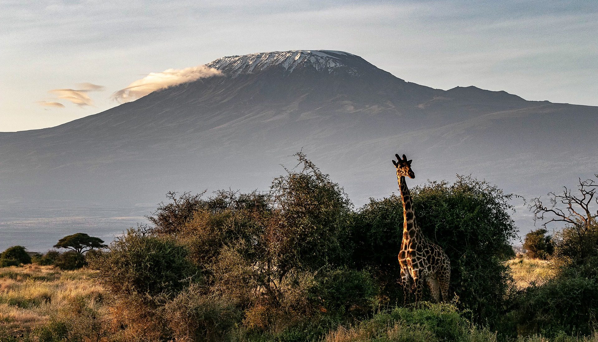 Giraf foran Kilimanjaro