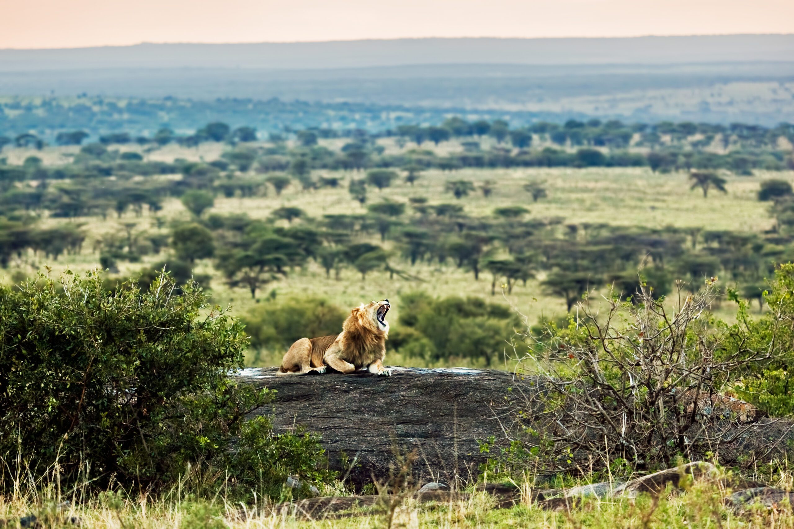 Løve der gaber på en sten i Tanzania