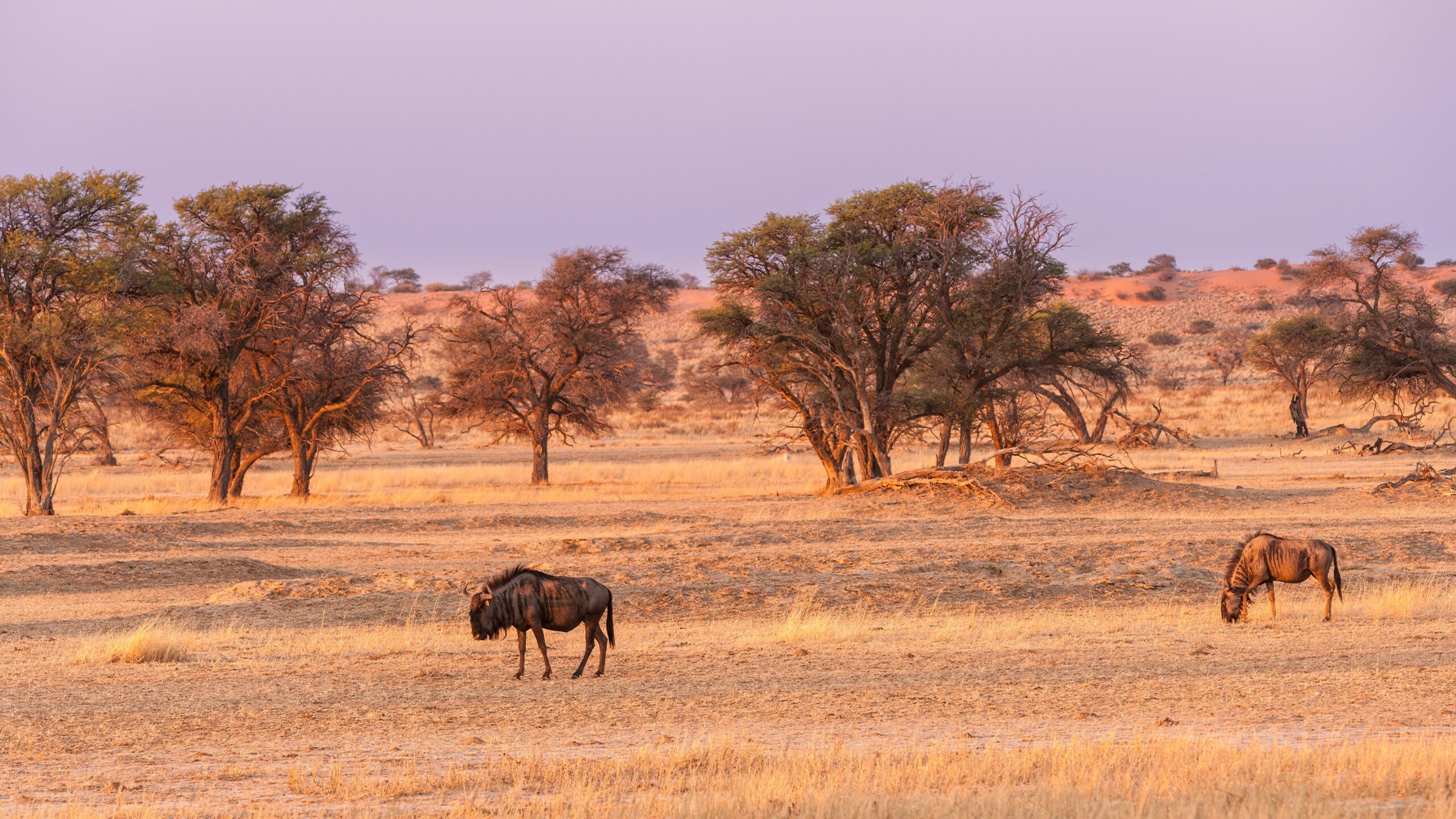 Gnuer i Kalahari ørkenen